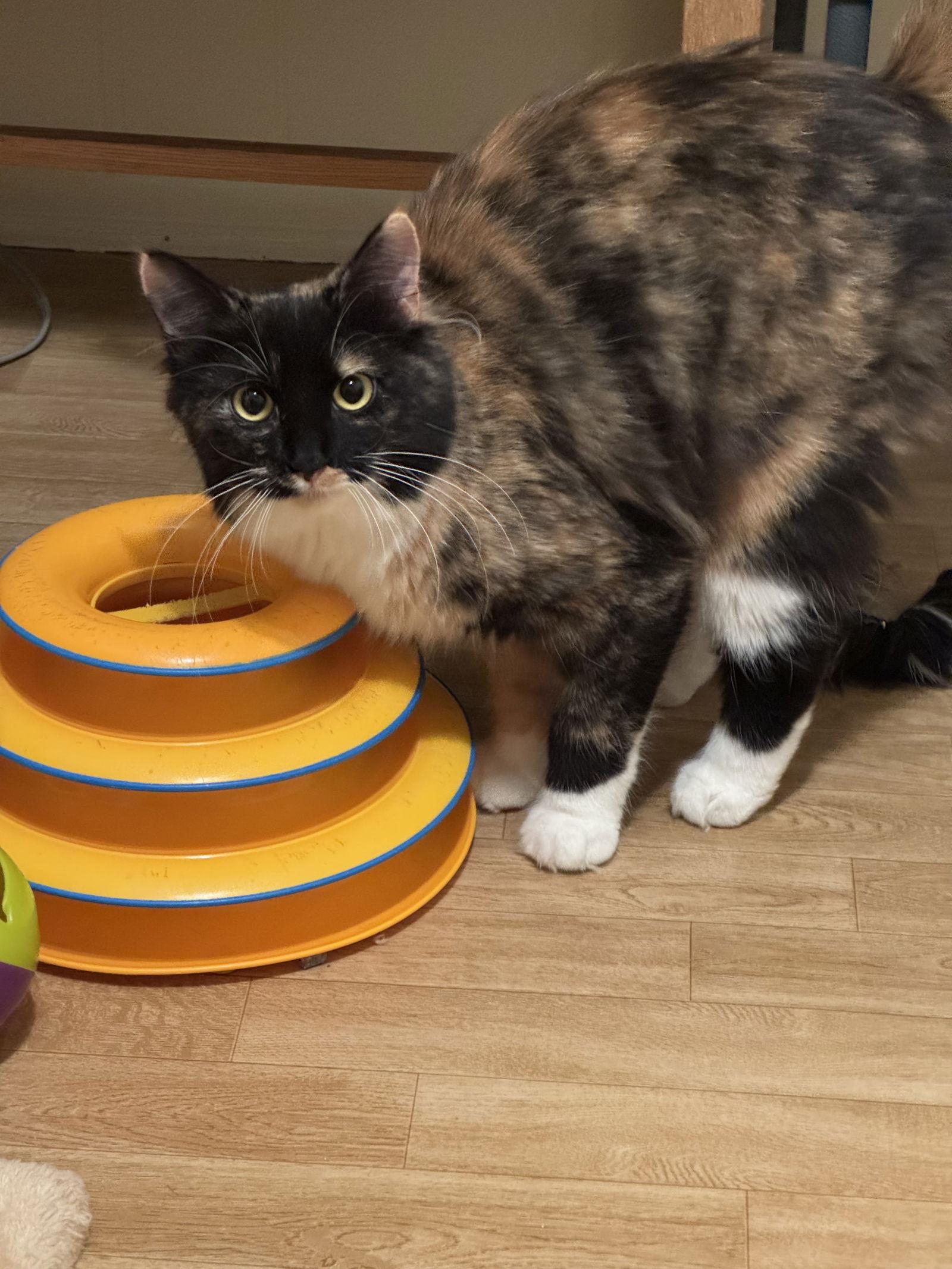 Enlarge Sunbeam, a Adoptable mixed breed in Hammond, LA image 2/3