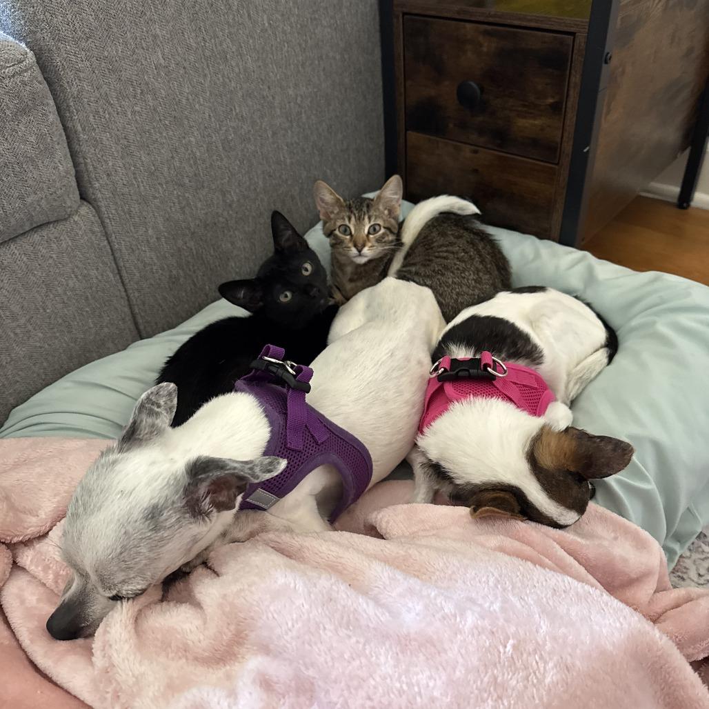 PeePaw, a Adoptable Domestic Short Hair in Evanston, IL image 1/6