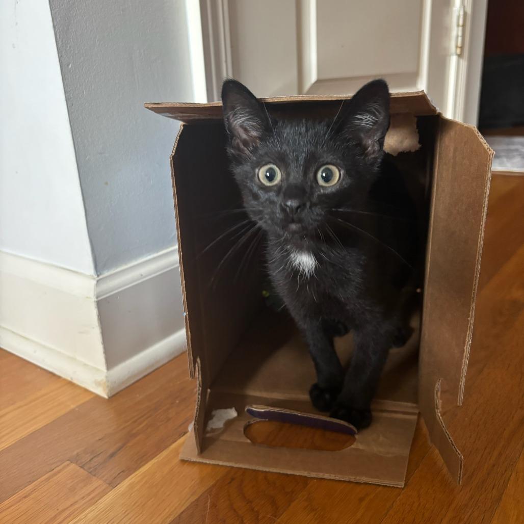 PeePaw, a Adoptable Domestic Short Hair in Evanston, IL image 6/6