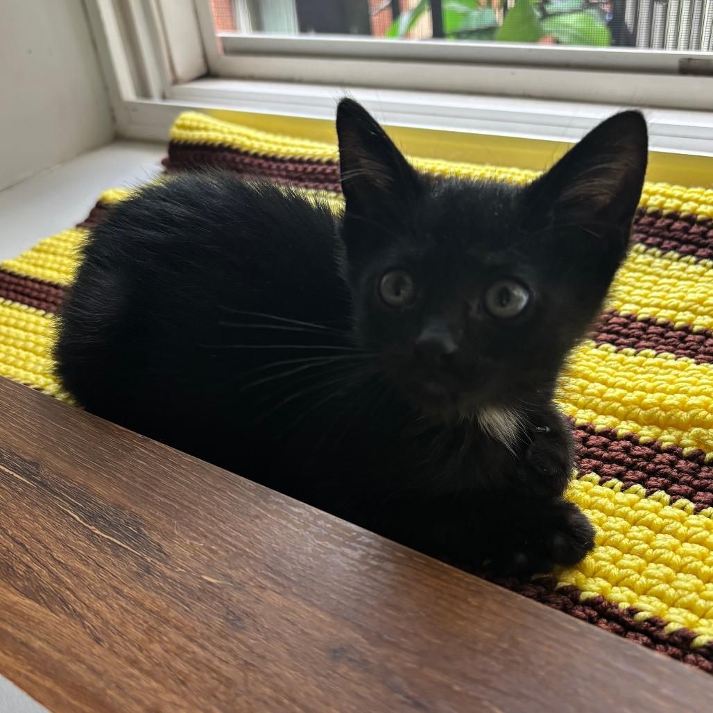 Enlarge PeePaw, a Adoptable Domestic Short Hair in Evanston, IL image 1/3