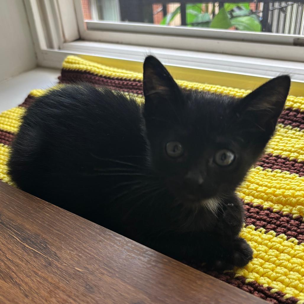 Enlarge PeePaw, a Adoptable Domestic Short Hair in Evanston, IL image 2/3