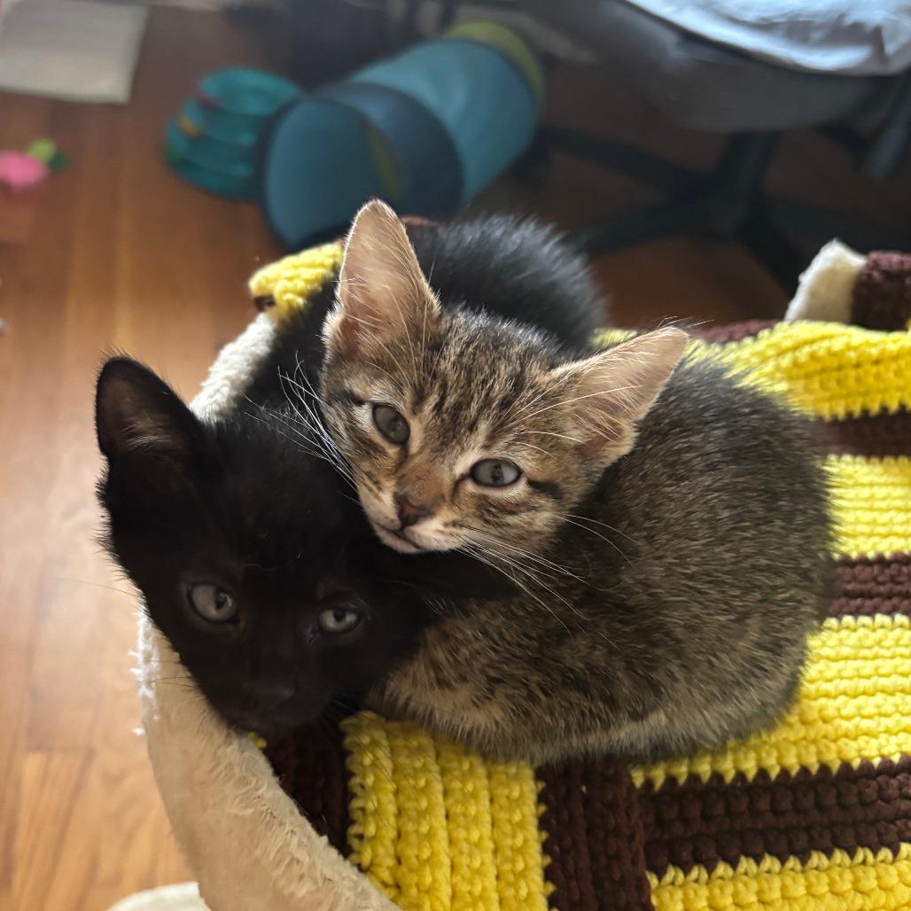 Enlarge PeePaw, a Adoptable Domestic Short Hair in Evanston, IL image 3/3