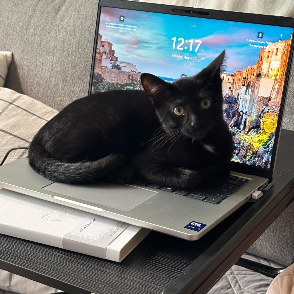 PeePaw, a Adoptable Domestic Short Hair in Evanston, IL image 2/6