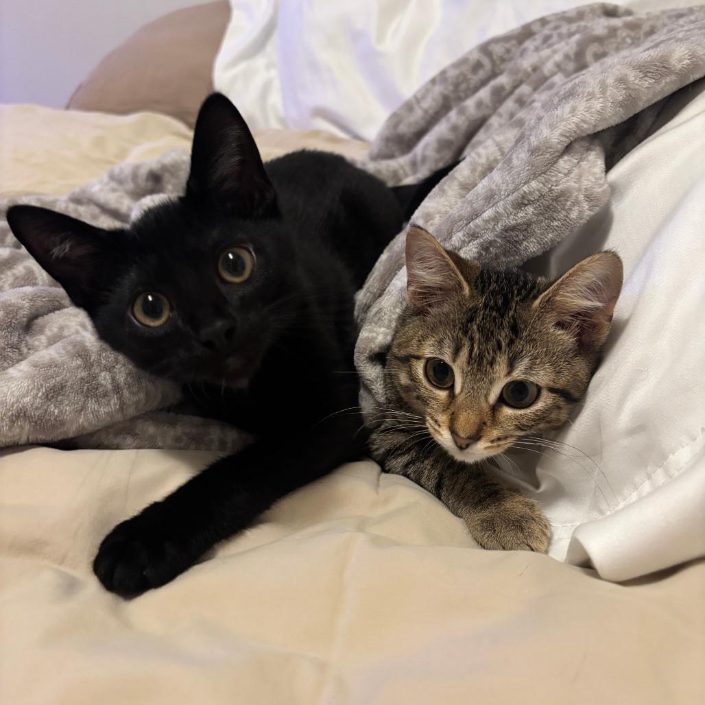 PeePaw, a Adoptable Domestic Short Hair in Evanston, IL image 3/6