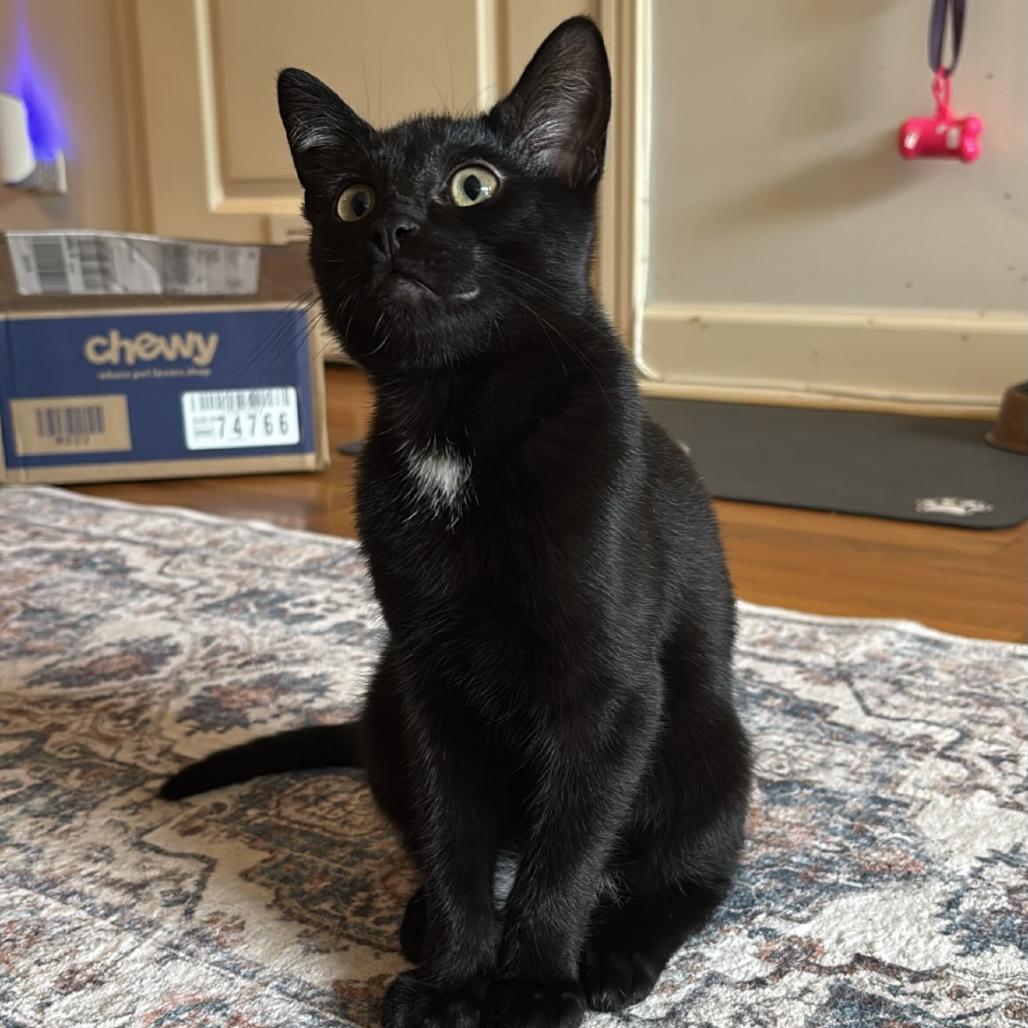 PeePaw, a Adoptable Domestic Short Hair in Evanston, IL image 4/6