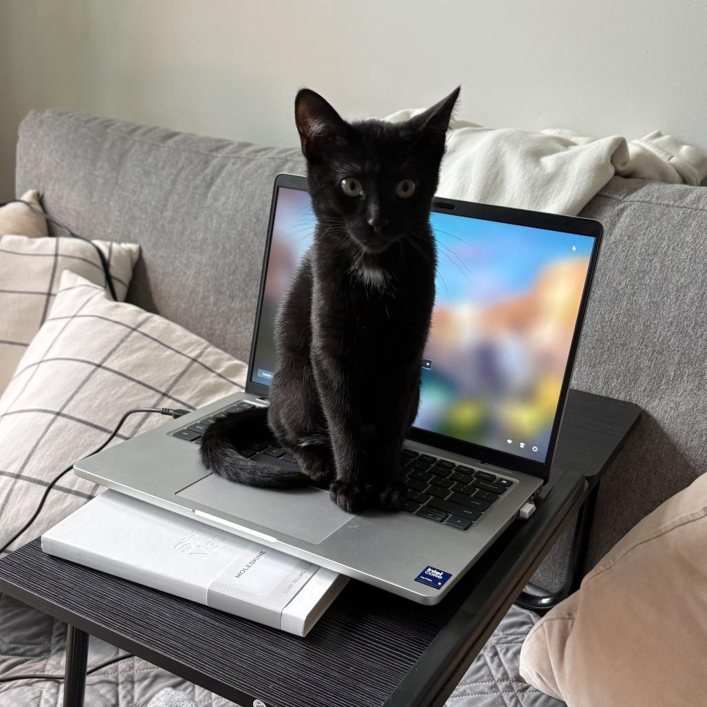 PeePaw, a Adoptable Domestic Short Hair in Evanston, IL image 5/6