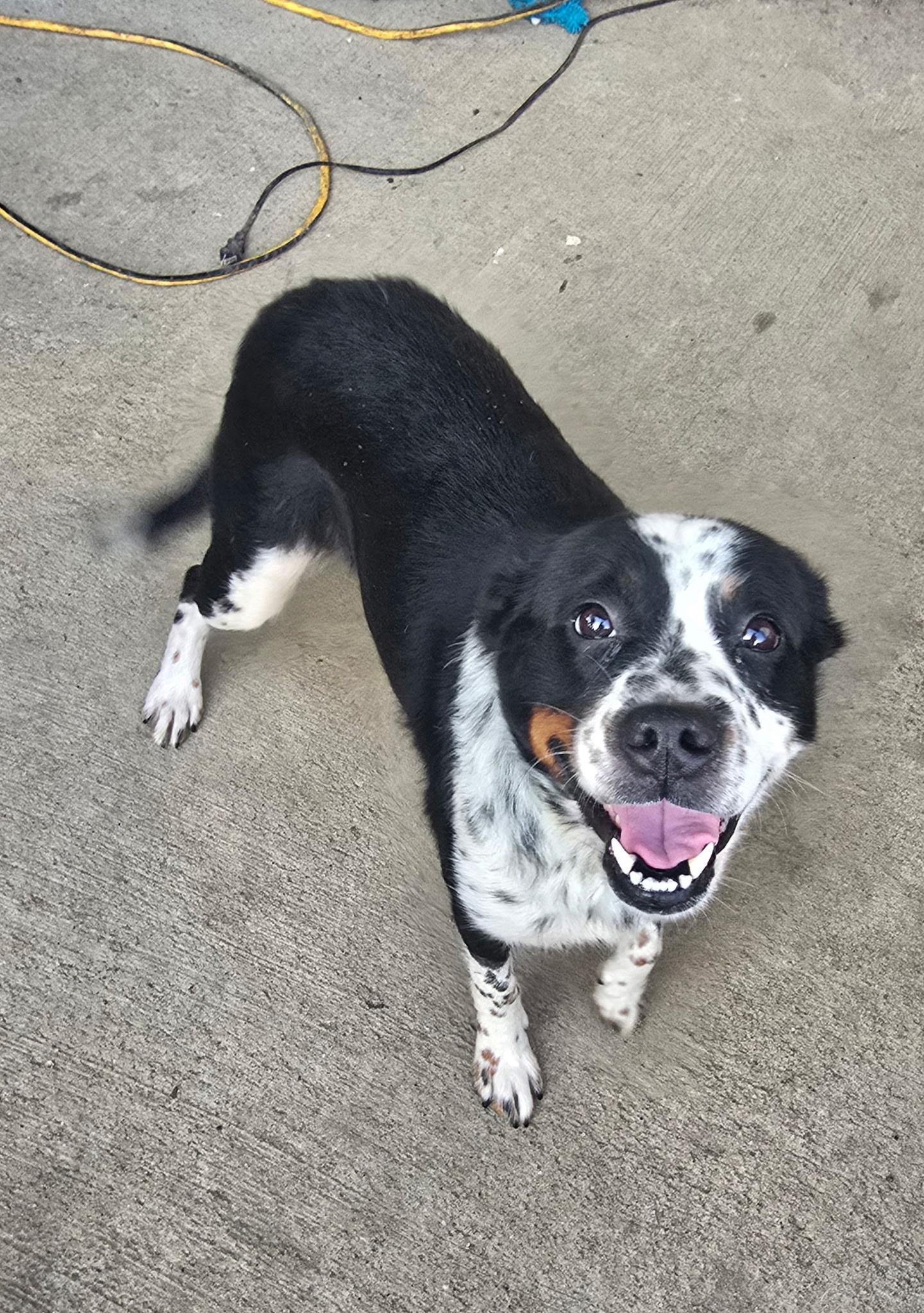 Luna sweet gentle girl, Adoptable, Adult Female Australian Cattle Dog / Blue Heeler.