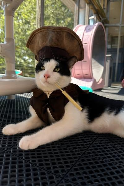 Ahab (IN TRIAL ADOPTION)