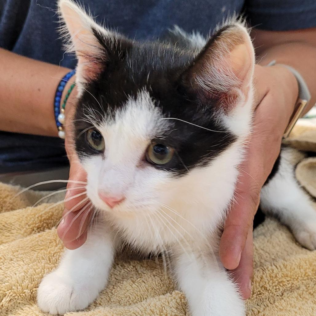 Ahab, Baby Male Domestic Short Hair
