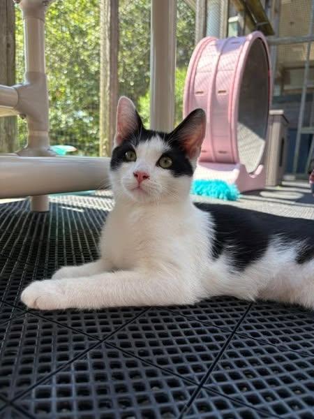Ahab (IN TRIAL ADOPTION)