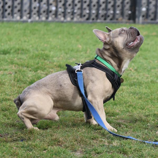 Enlarge Dandy Lion, a Adoptable mixed breed in Dublin, CA image 1/6