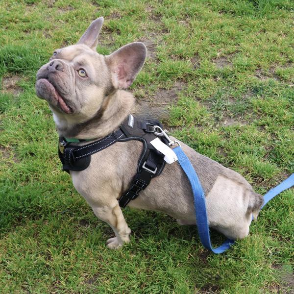 Enlarge Dandy Lion, a Adoptable mixed breed in Dublin, CA image 2/6