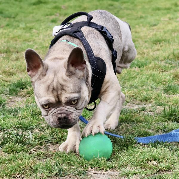 Enlarge Dandy Lion, a Adoptable mixed breed in Dublin, CA image 3/6