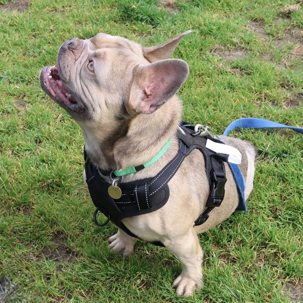 Enlarge Dandy Lion, a Adoptable mixed breed in Dublin, CA image 4/6