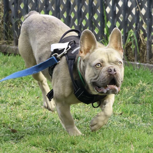 Enlarge Dandy Lion, a Adoptable mixed breed in Dublin, CA image 5/6
