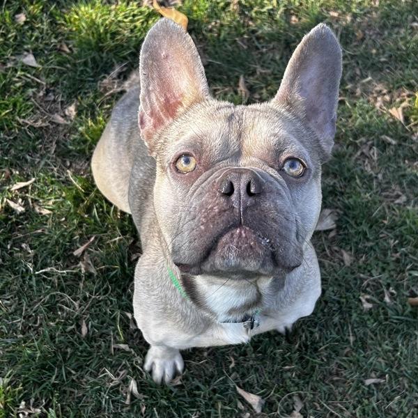 Enlarge Dandy Lion, a Adoptable mixed breed in Dublin, CA image 6/6