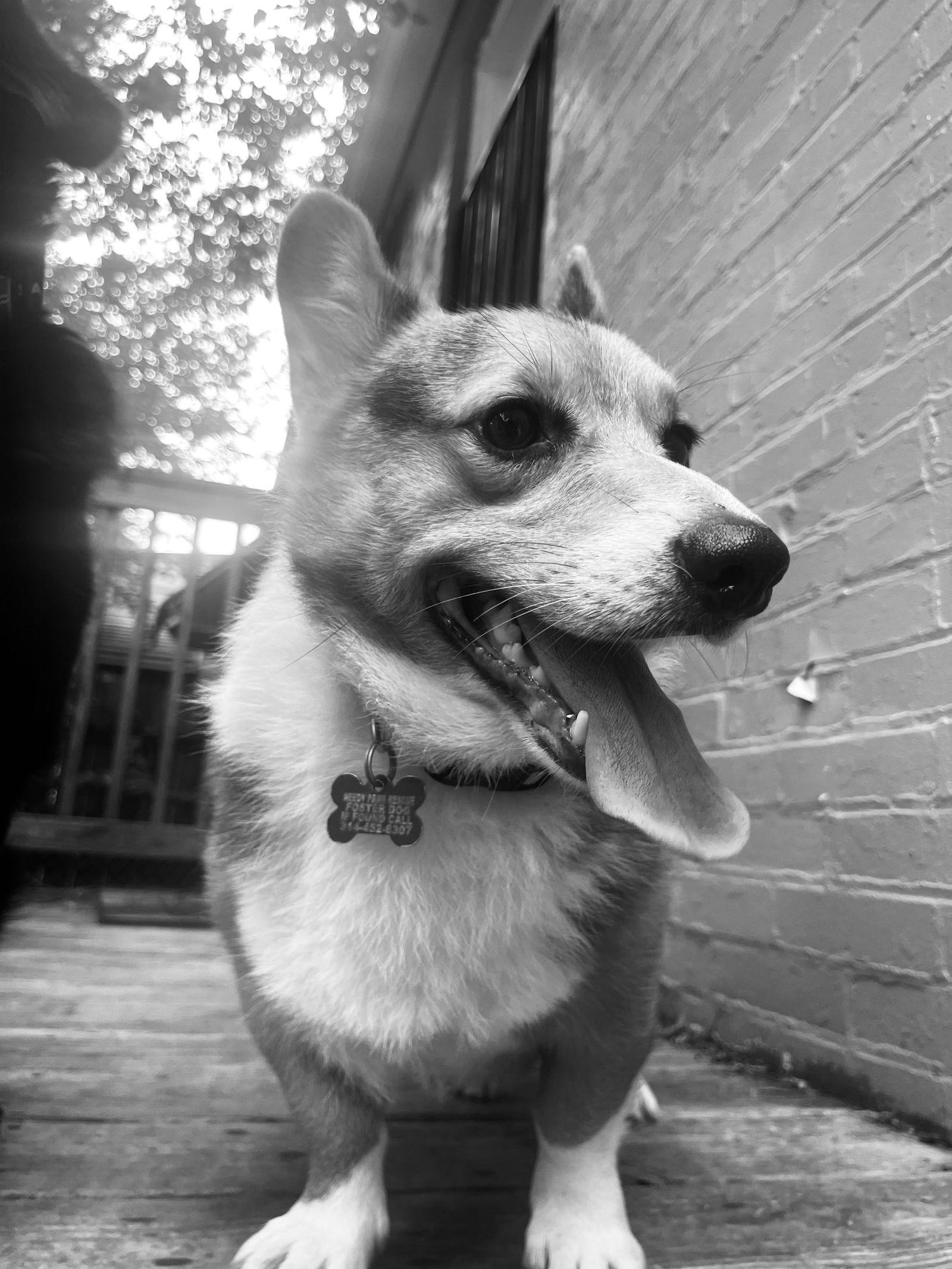 Enlarge Romeo Montague, a Adopted Corgi in St. Louis, MO image 1/3