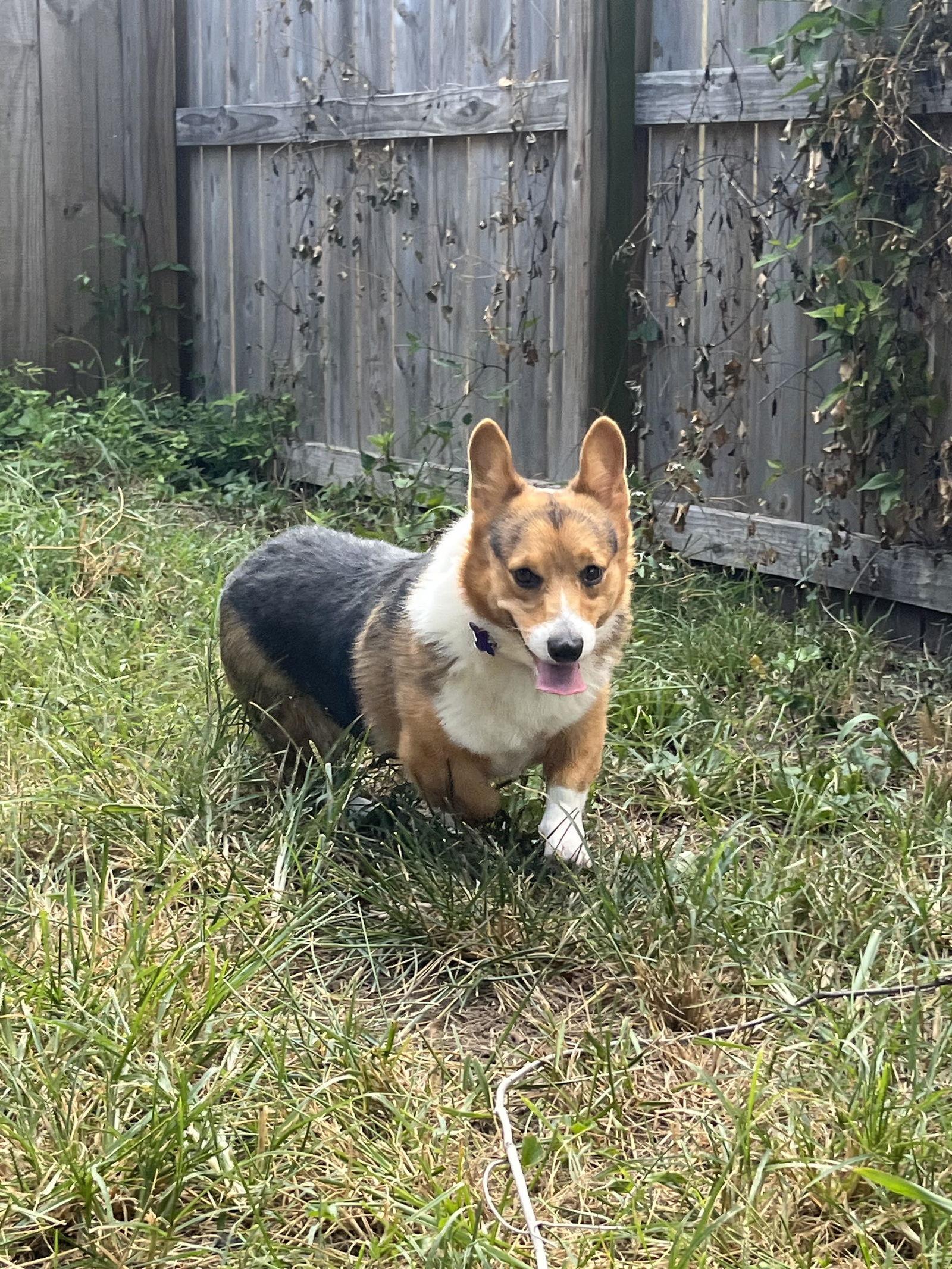 Enlarge Romeo Montague, a Adopted Corgi in St. Louis, MO image 2/3