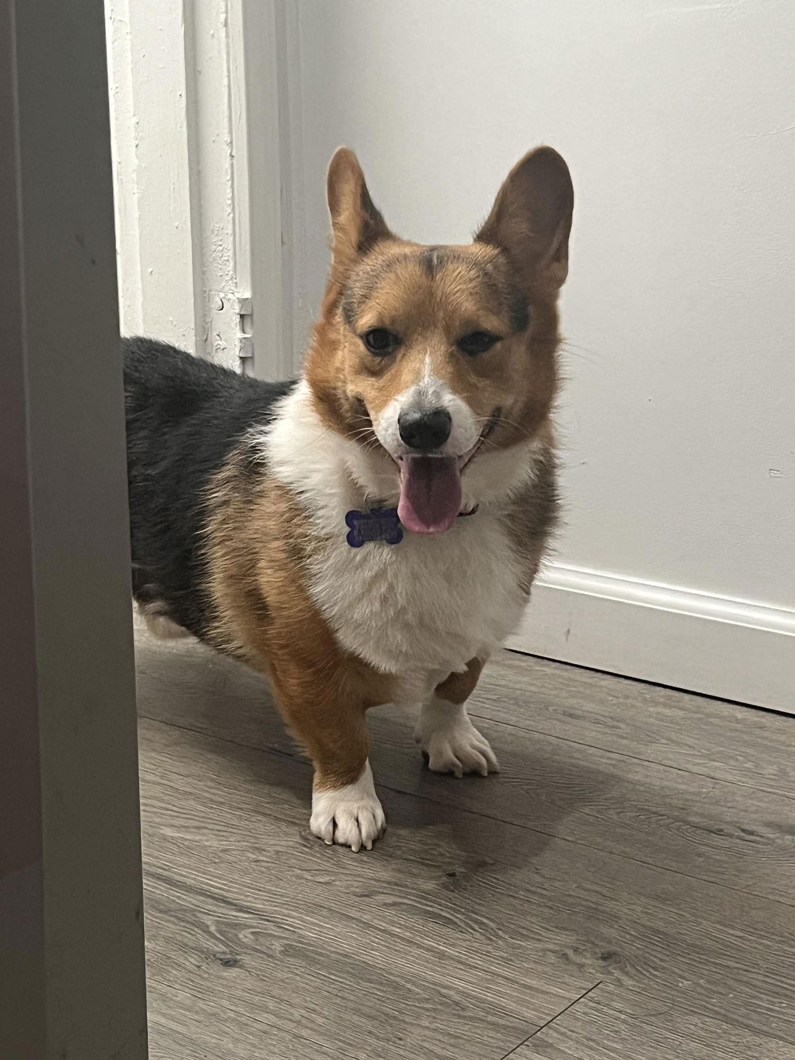 Enlarge Romeo Montague, a Adopted Corgi in St. Louis, MO image 3/3