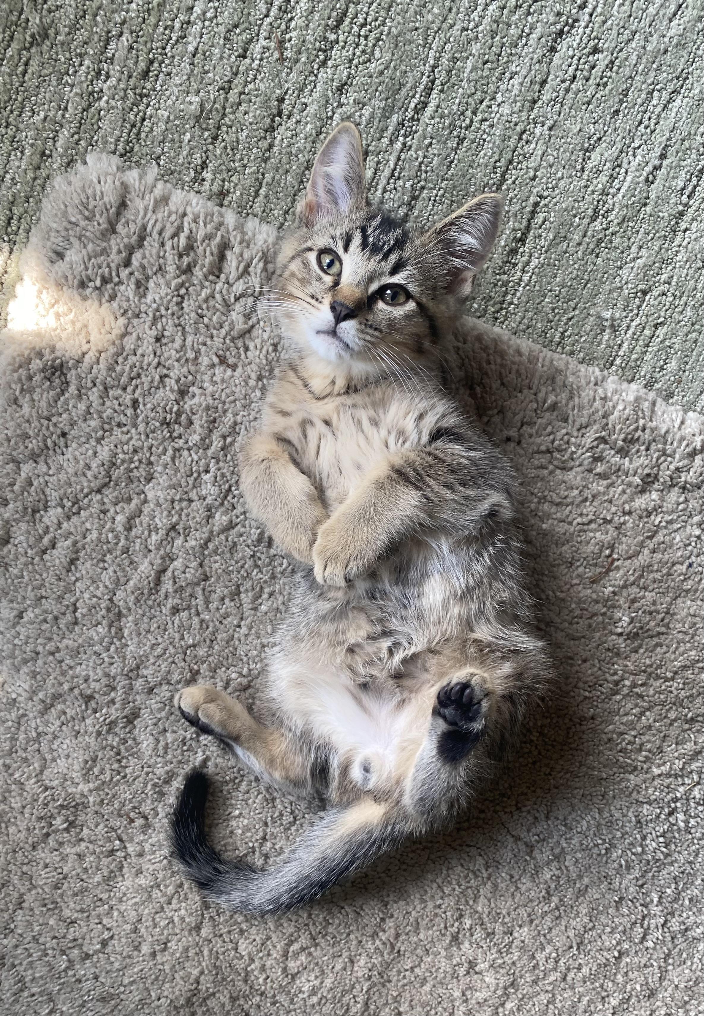 Fox, Baby Male Domestic Short Hair