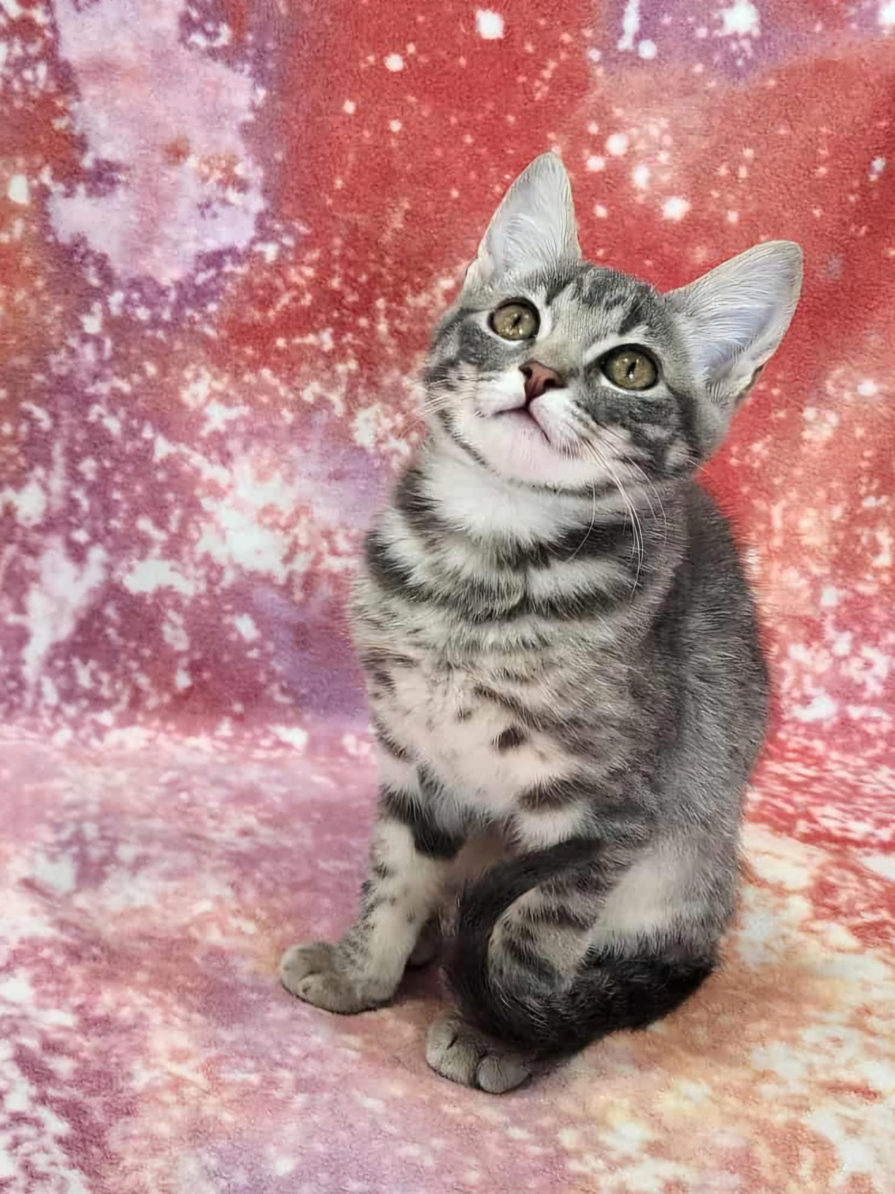 Enlarge :::Lainey:::, an adopted mixed breed in Buena Park, CA image 4/5