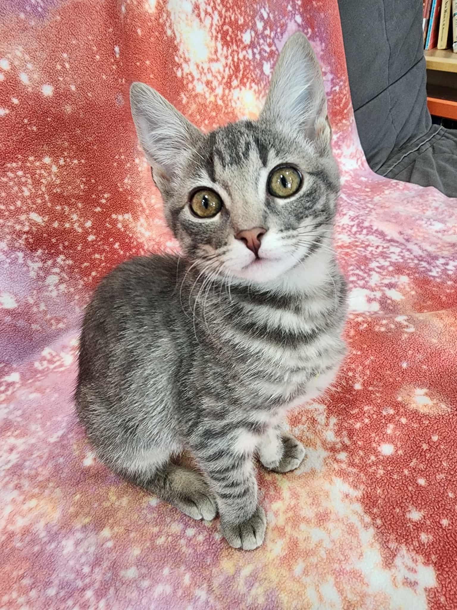 Enlarge :::Lainey:::, an adopted mixed breed in Buena Park, CA image 5/5