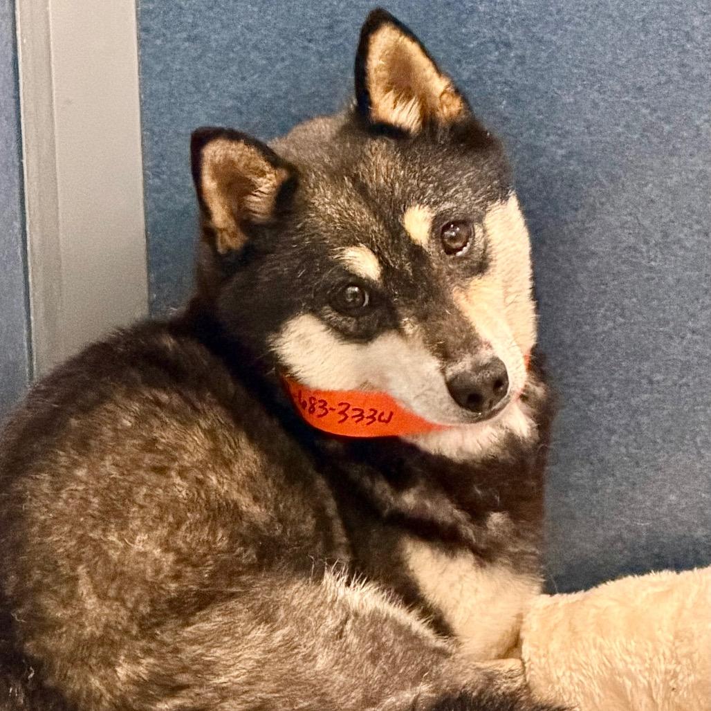 Amee - Missouri MY26-125, a Adoptable Shiba Inu in Humansville, MO image 3/6