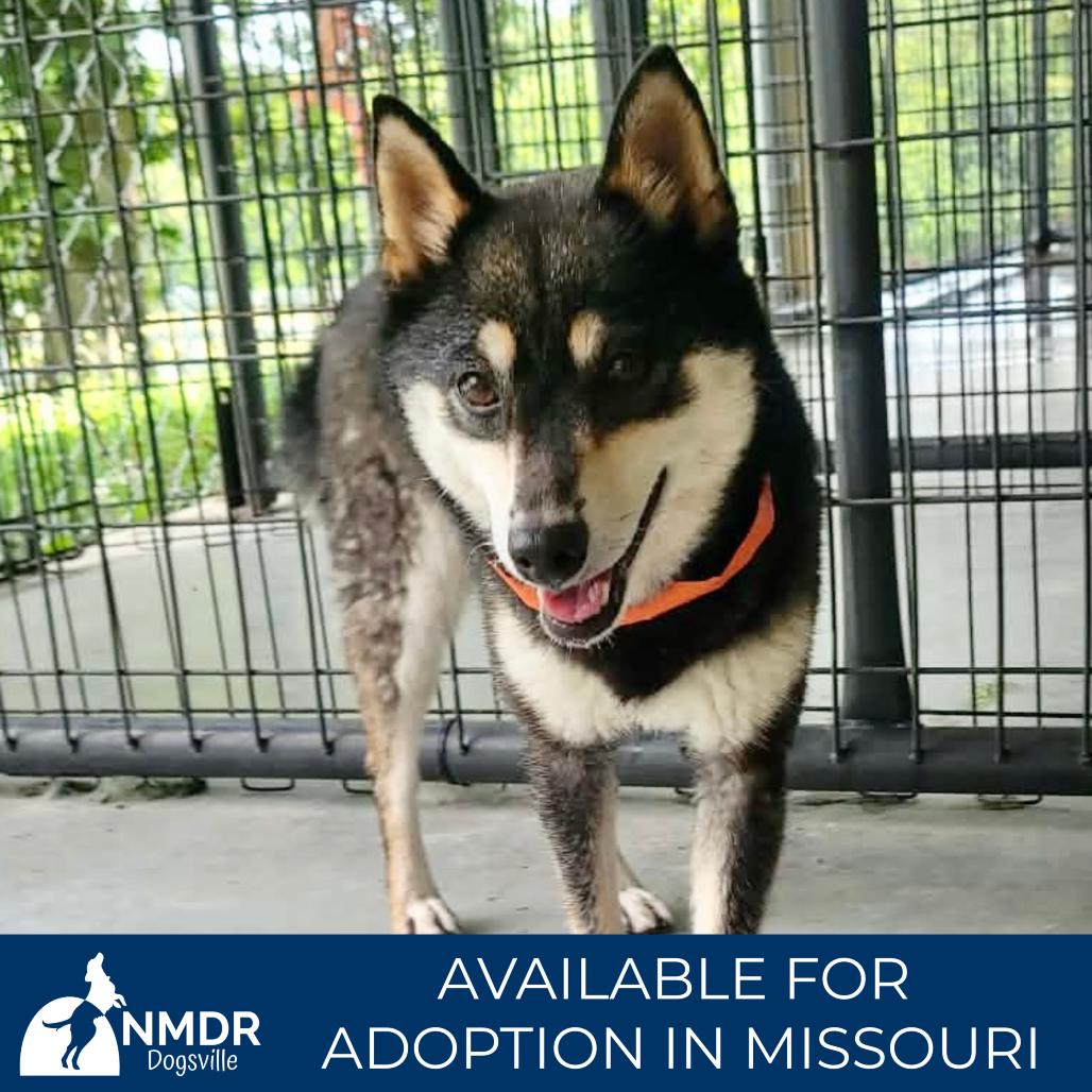 Amee - Missouri MY26-125, a Adoptable Shiba Inu in Humansville, MO image 1/6