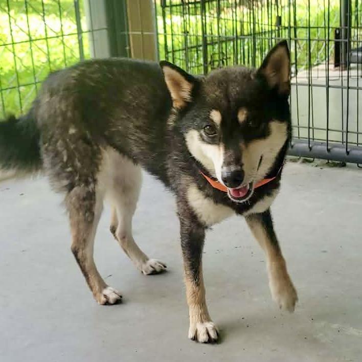 Amee - Missouri MY26-125, a Adoptable Shiba Inu in Humansville, MO image 4/6