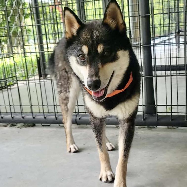 Amee - Missouri MY26-125, a Adoptable Shiba Inu in Humansville, MO image 5/6