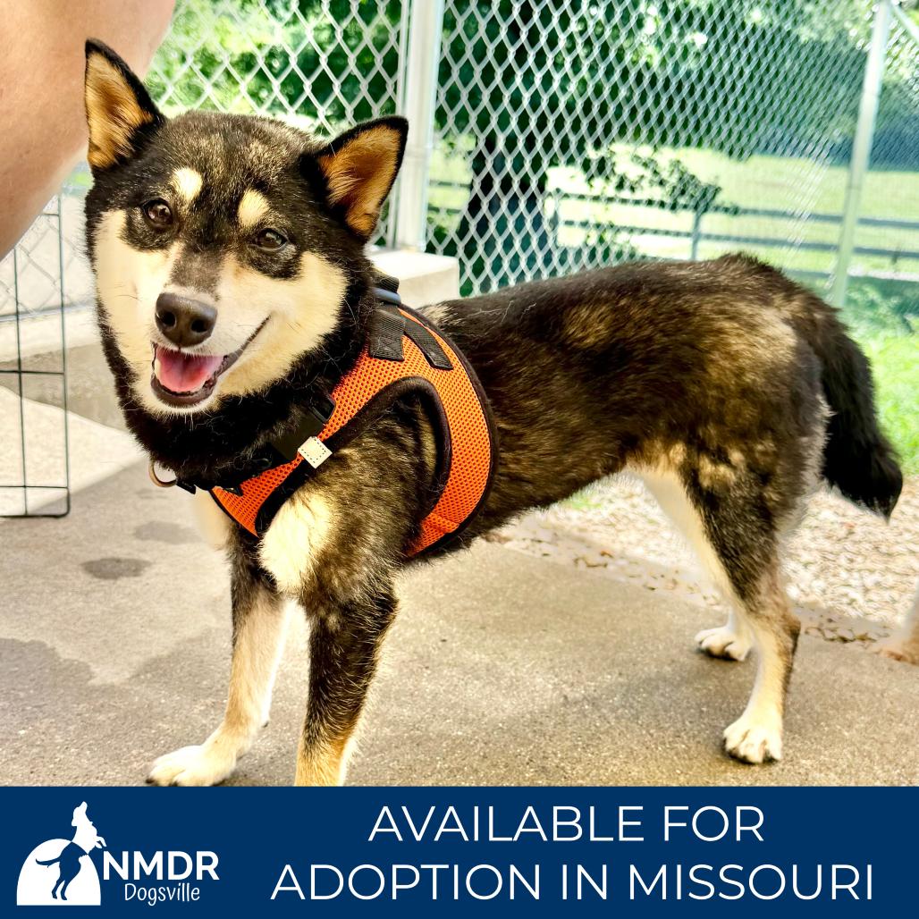 Amee - Missouri MY26-125, a Adoptable Shiba Inu in Humansville, MO image 2/6