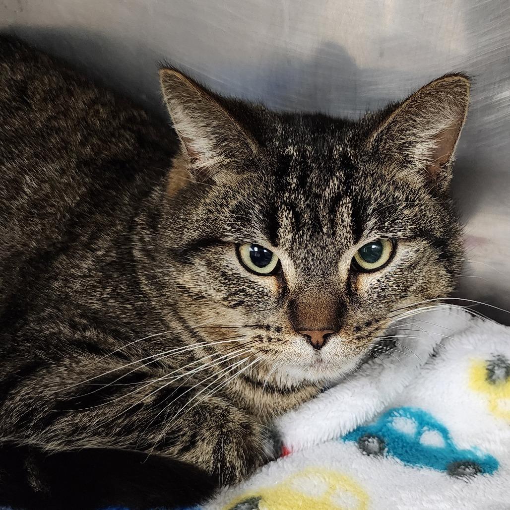 Enlarge FINIGAN, an adopted Domestic Short Hair in Corydon, IN image 1/1