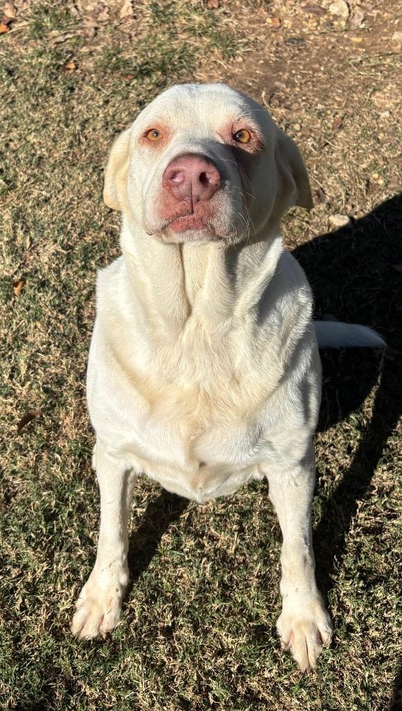 Sugar Bear, Adoptable, Adult Female Labrador Retriever & Mixed Breed.