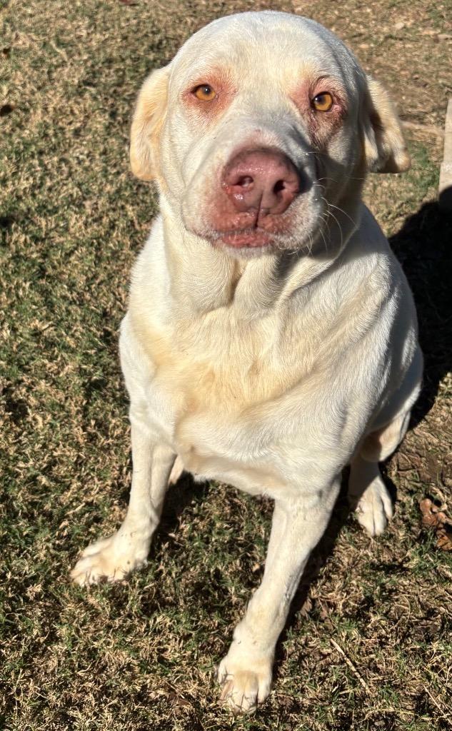 Enlarge Sugar Bear, a Adoptable mixed breed in Seven Points, TX image 2/2