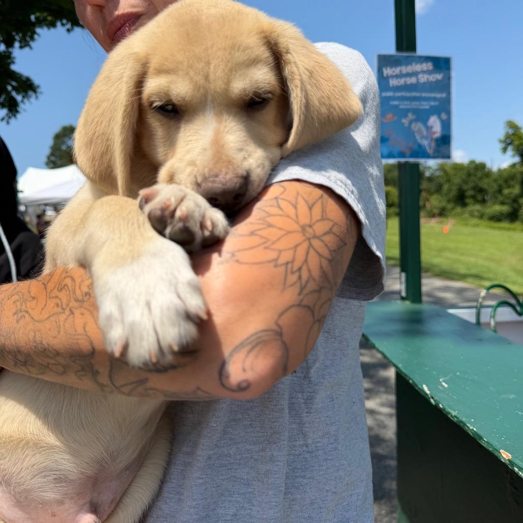NY Axel (foster in Crompond NY), Adoptable, Puppy Male Yellow Labrador Retriever & Golden Retriever.
