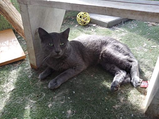 Mystery, a Adoptable mixed breed in Fort Wayne, IN image 1/2