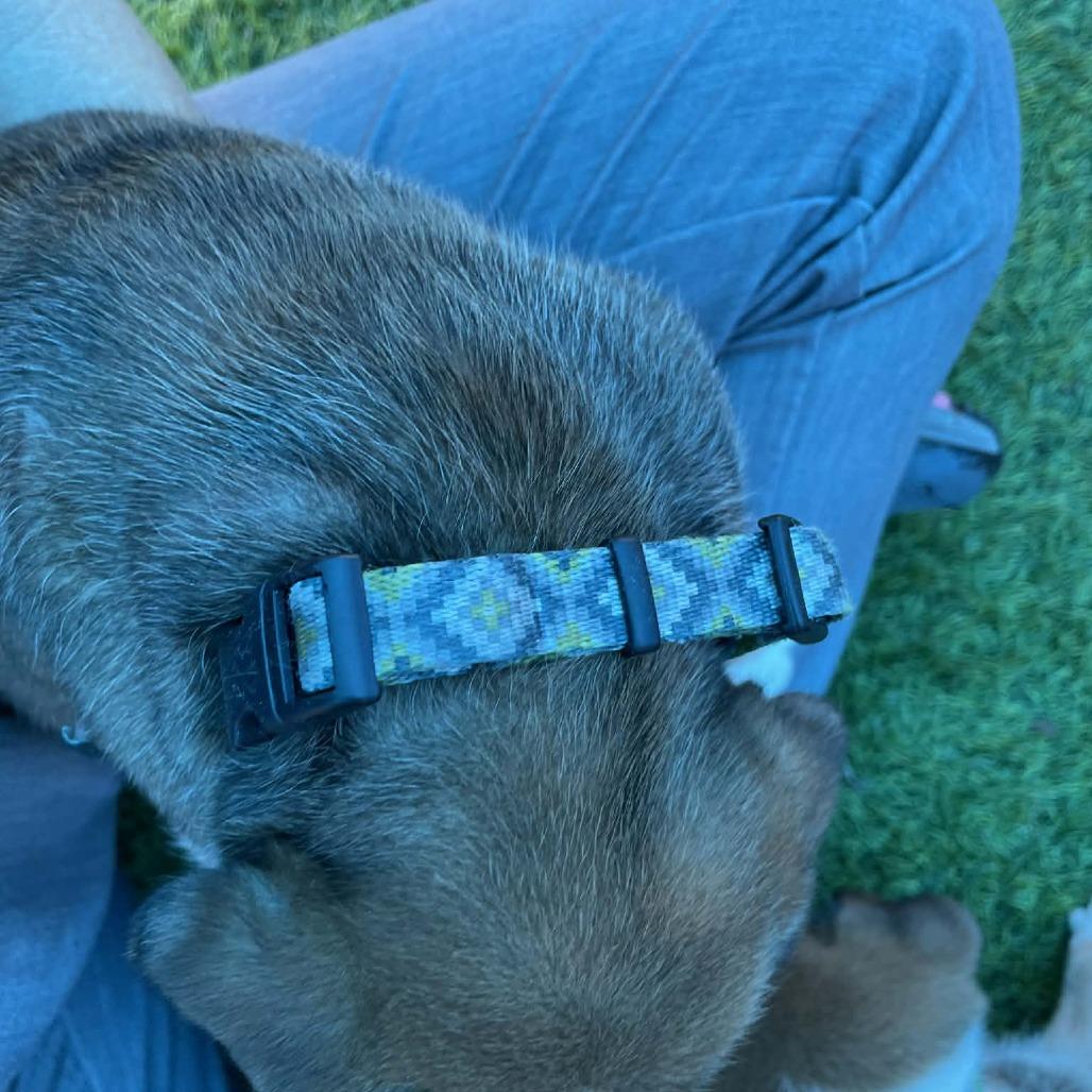 Nacho, Adoptable, Puppy Male Hound & Catahoula Leopard Dog.