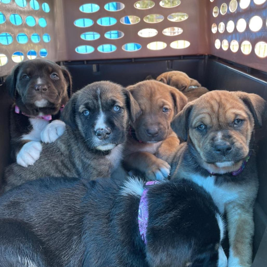 Enlarge Nacho, a Adoptable mixed breed in Sarasota, FL image 2/6