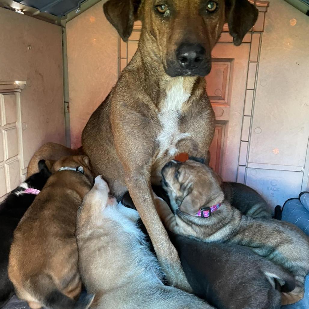 Enlarge Nacho, a Adoptable mixed breed in Sarasota, FL image 3/6