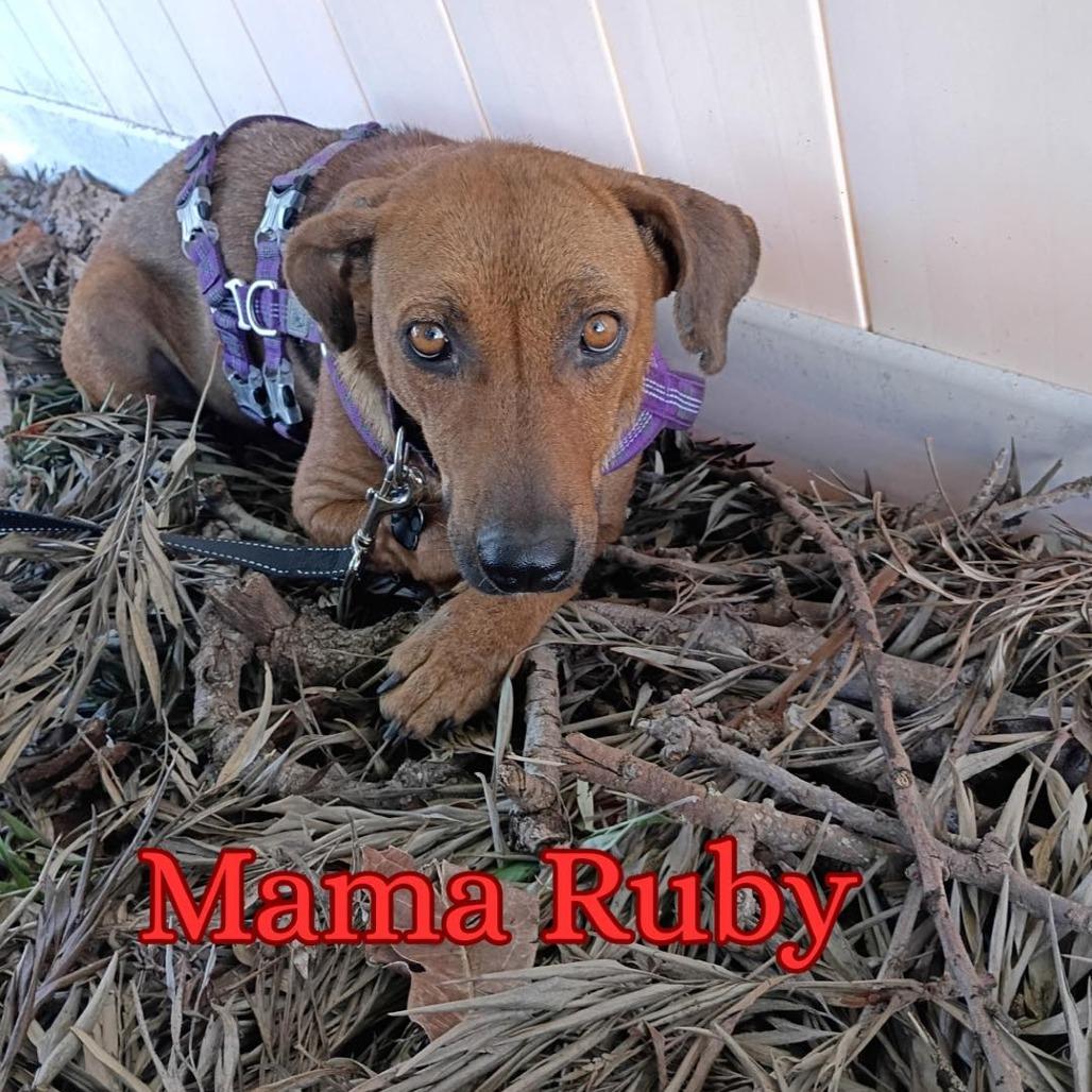 Enlarge Nacho, a Adoptable mixed breed in Sarasota, FL image 4/6