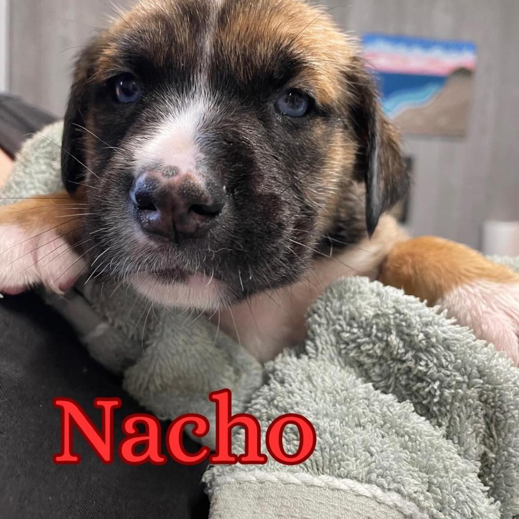 Enlarge Nacho, a Adoptable mixed breed in Sarasota, FL image 5/6
