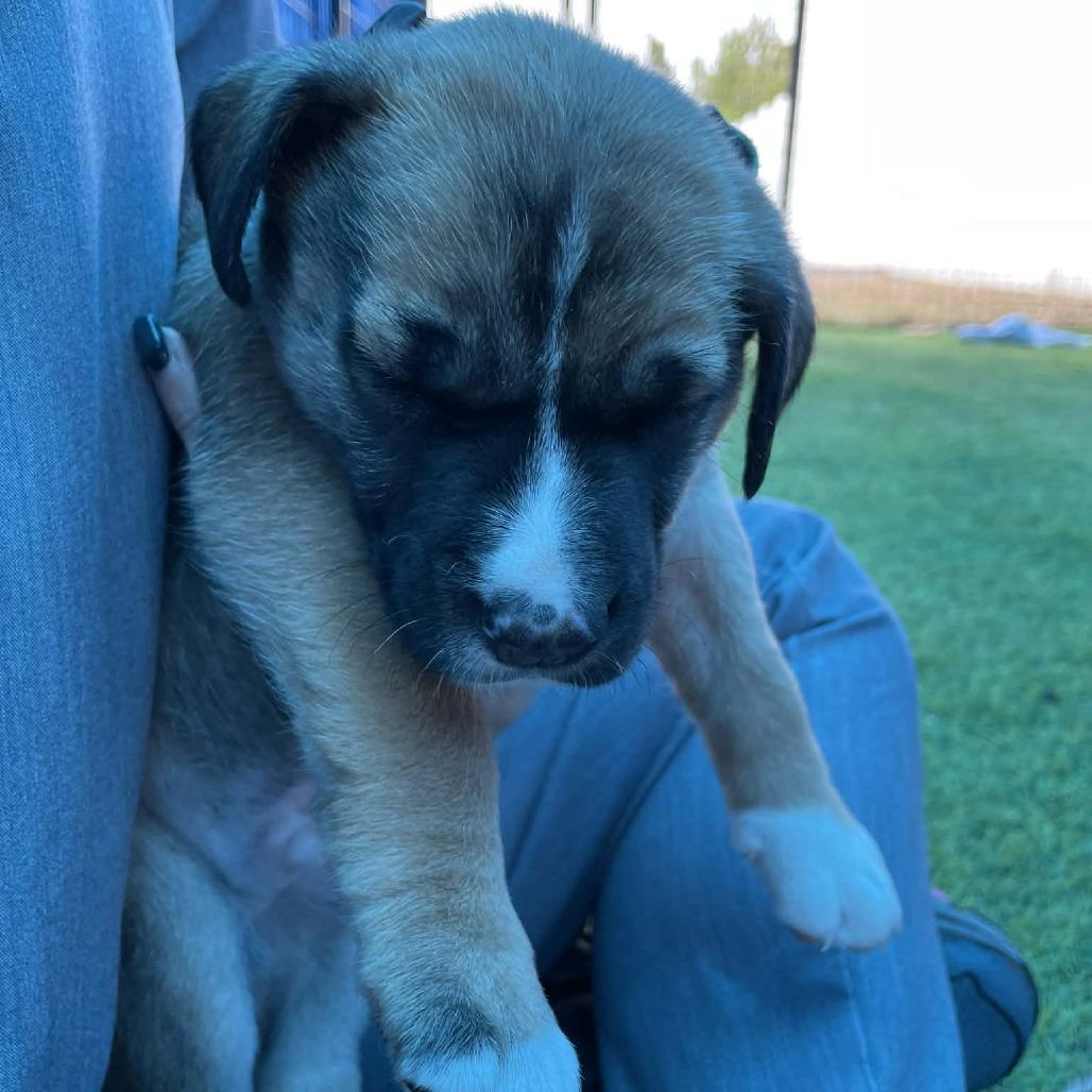 Enlarge Nacho, a Adoptable mixed breed in Sarasota, FL image 6/6