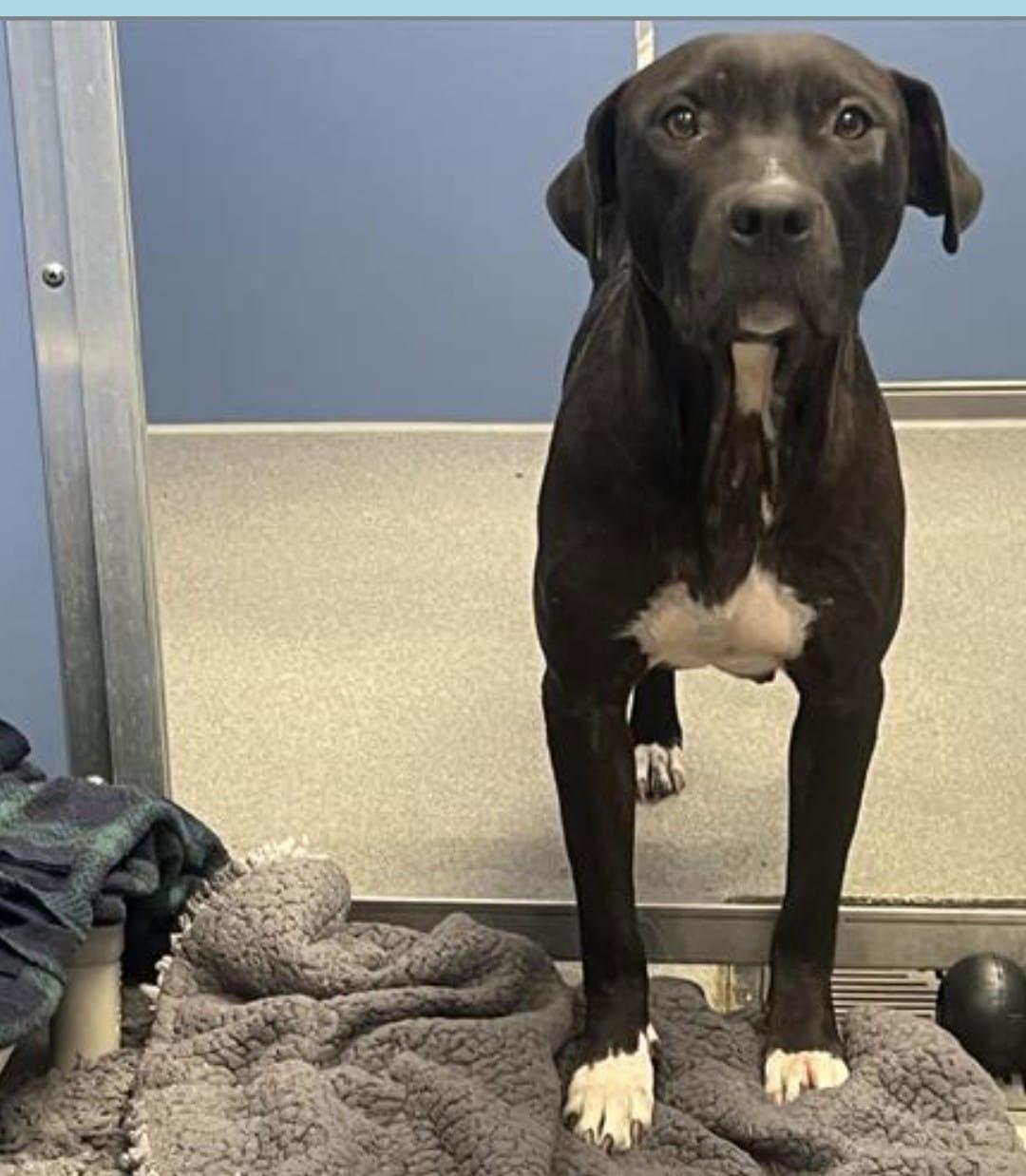 Enlarge LOLA, a Adopted mixed breed in Chandler, AZ image 1/1