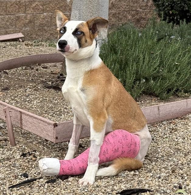 Enlarge PIPPA, a Adoptable mixed breed in Agoura, CA image 1/1