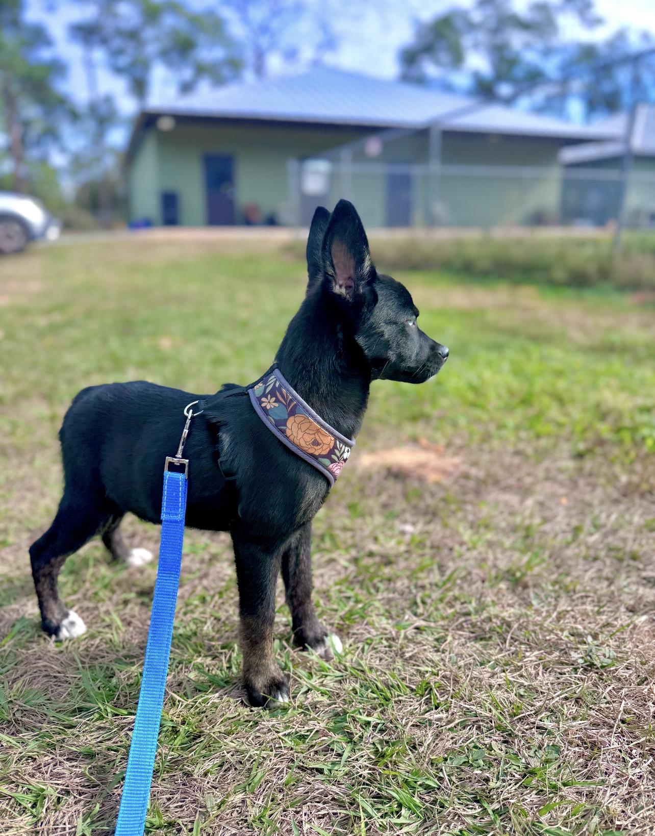 Enlarge Journey, an adopted mixed breed in Sebring, FL image 3/3