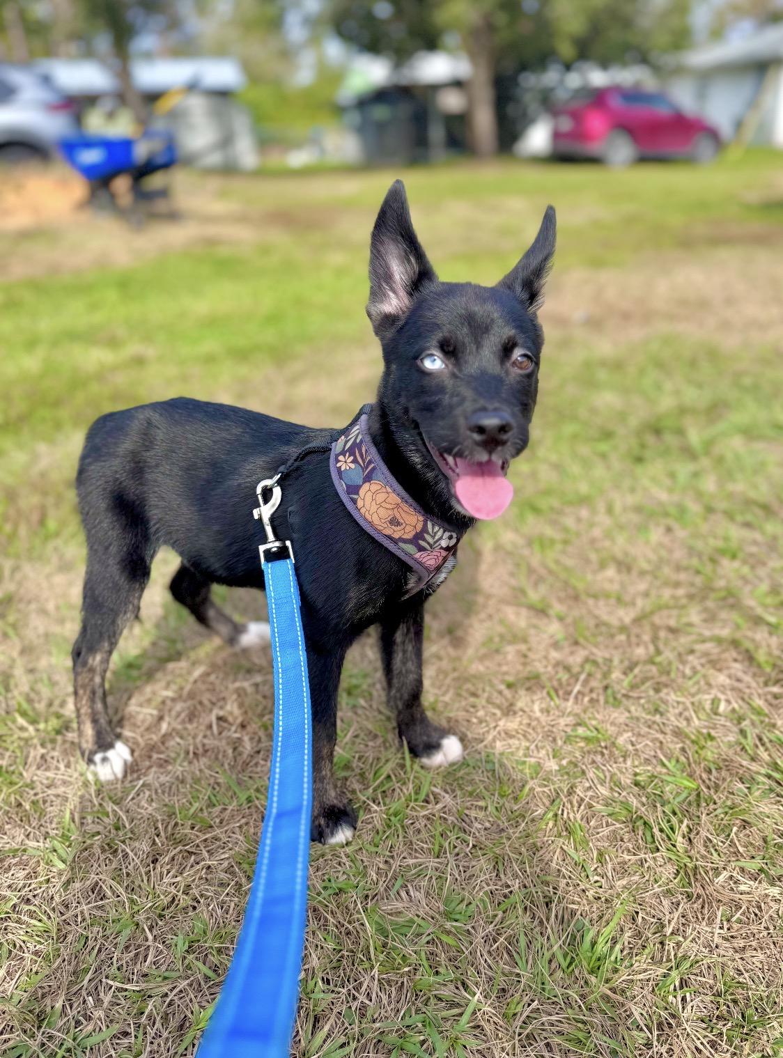 Enlarge Journey, an adopted mixed breed in Sebring, FL image 1/3
