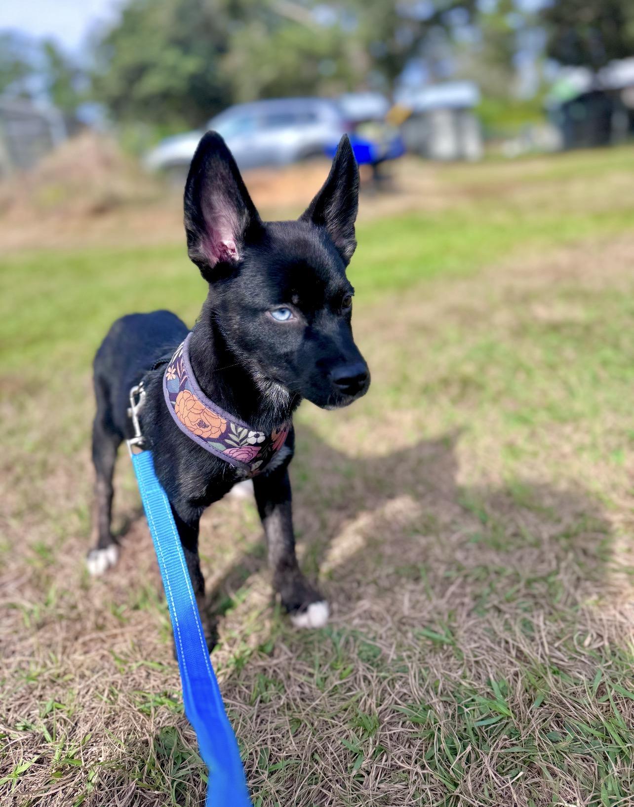 Enlarge Journey, an adopted mixed breed in Sebring, FL image 2/3