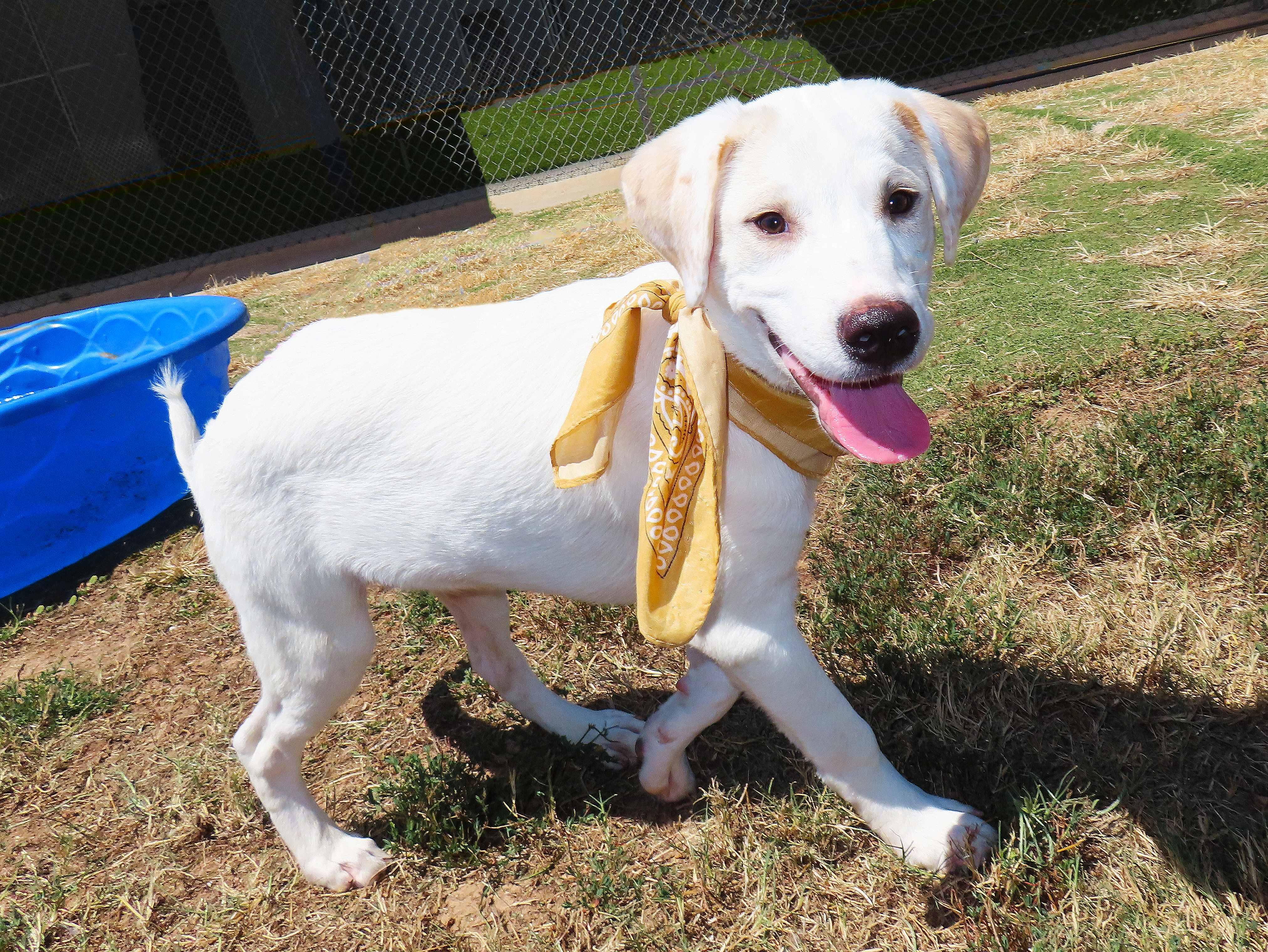 Enlarge Whisky 26C-206B, a Adopted mixed breed in Rogers, AR image 4/5