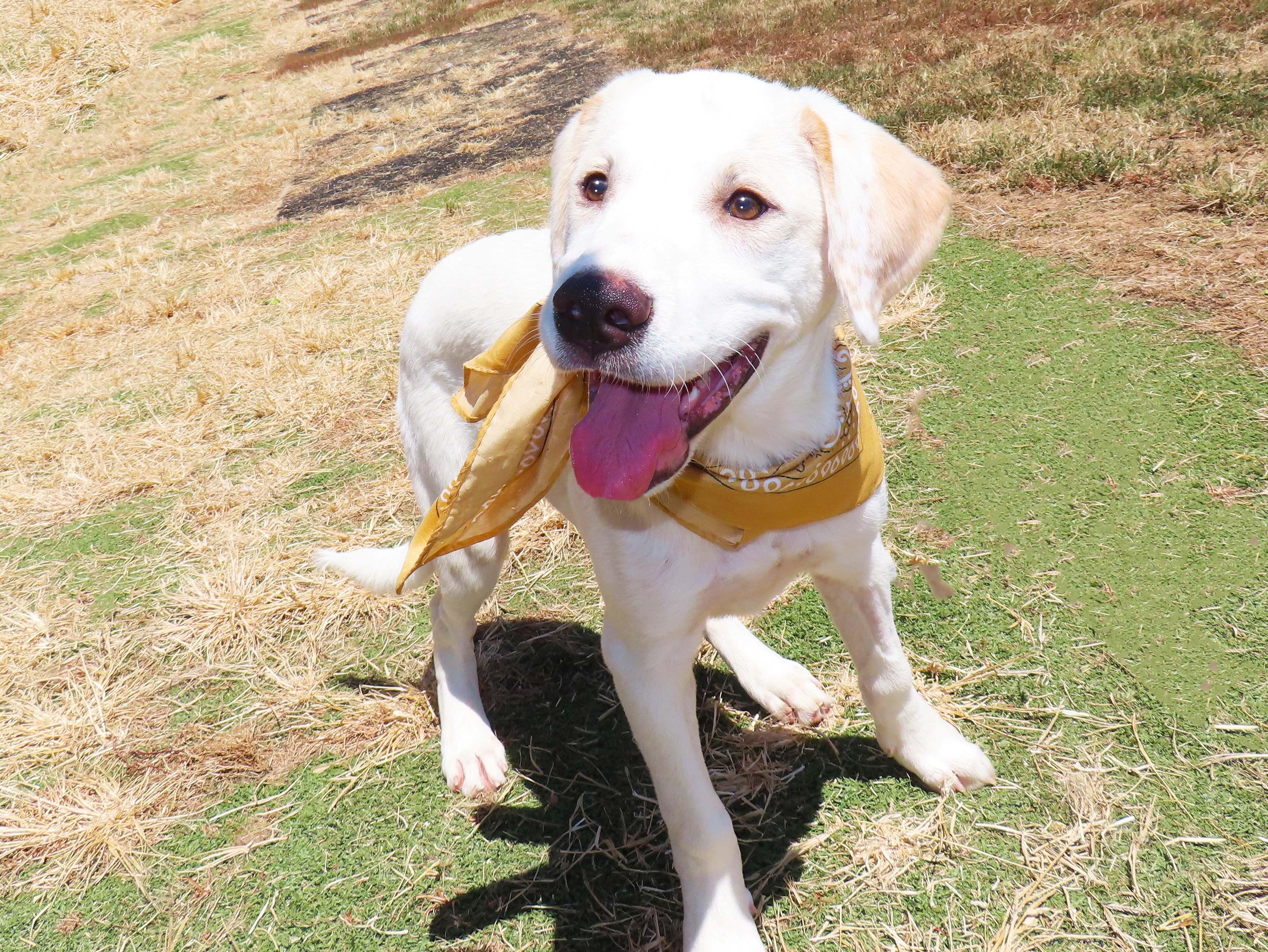 Enlarge Whisky 26C-206B, a Adopted mixed breed in Rogers, AR image 3/5