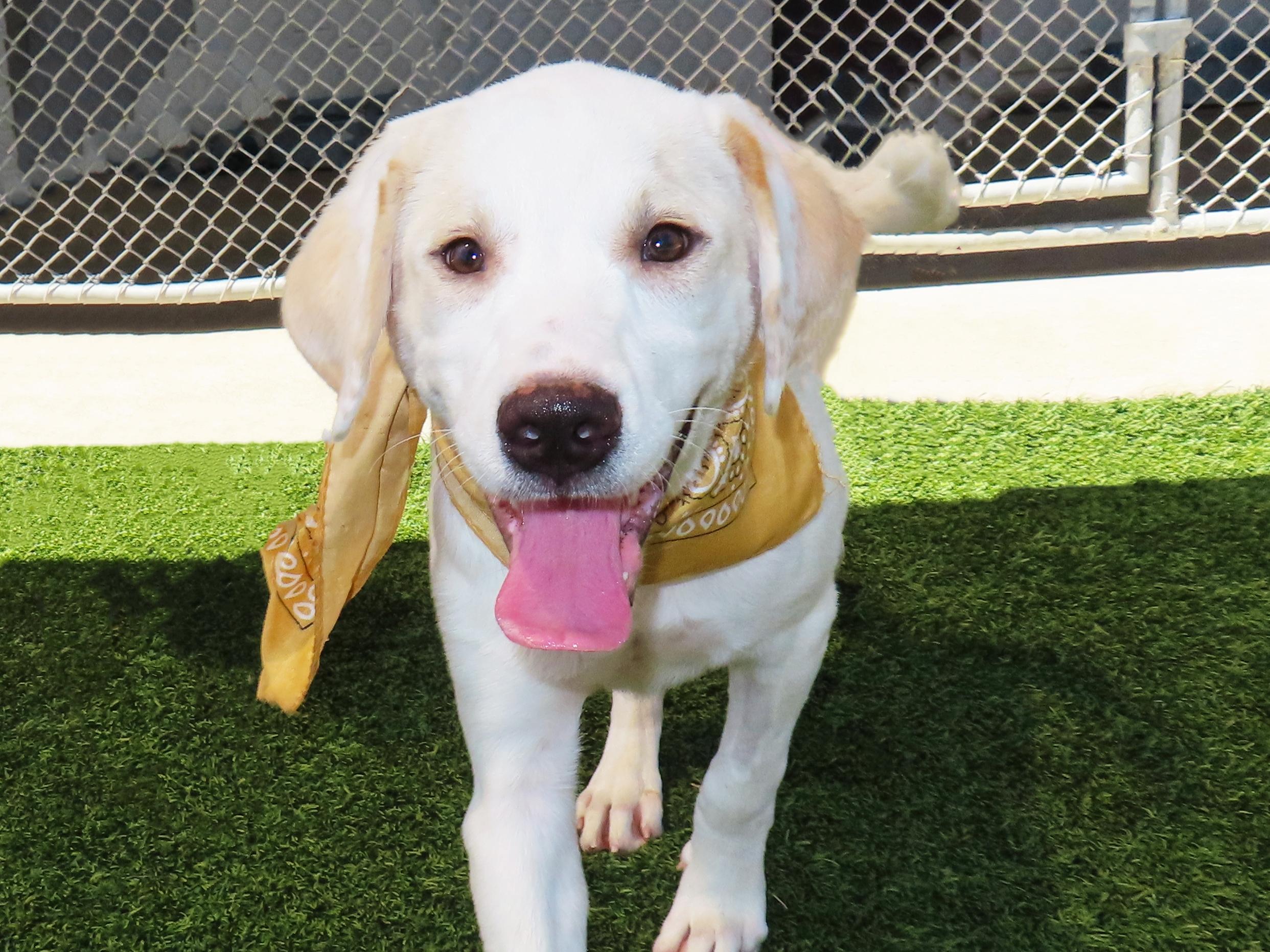 Enlarge Whisky 26C-206B, a Adopted mixed breed in Rogers, AR image 1/5